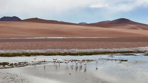 Group of flamingos Stock Footage 327453792