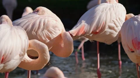 A group of flamingos at the lakes edge dips for food. Their pink feathers s.. Stock Footage 293464610