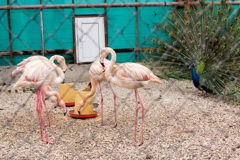 A group of flamingos with a peacock. 库存照片
