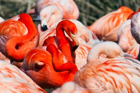 Group of flamingos Stock Photos