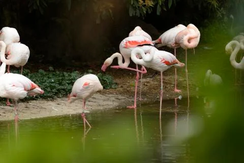 Group of flamingos Stock Photos