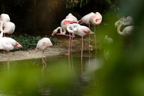 Group of flamingos Stock Photos