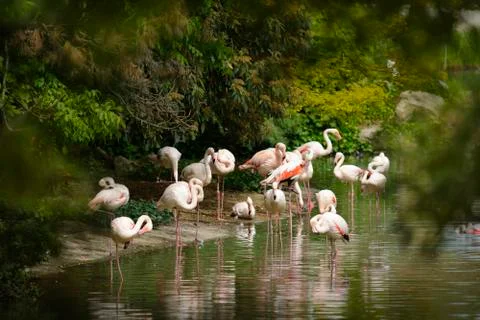 Group of flamingos Stock Photos