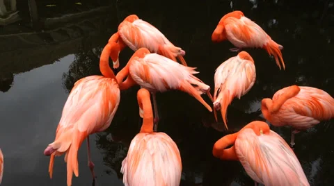 Group of flamingos sleeping Video stock 37128017