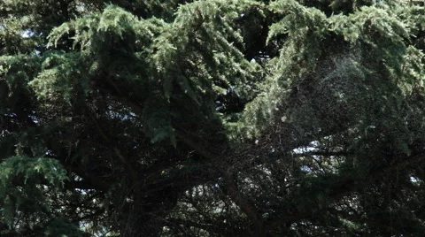 A Group of Flies in Front of the Tree Stock Footage 68634544