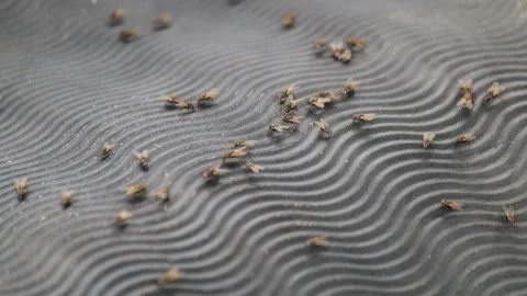 A group of flies gathered on a black plastic mat Stock Footage 291623035