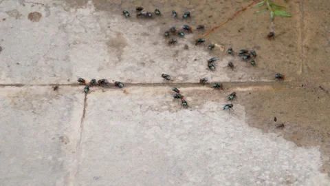 A group of flies insect feeding liquid on wet floor surface. Stock Footage 257609899