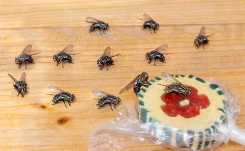 A group of flies stand in a queue for licking a lollipop Stock Photos