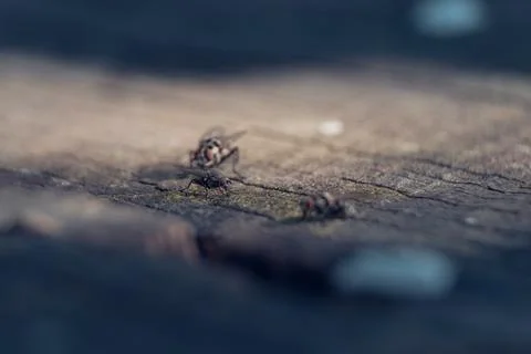 Group of flies on a tree trunk Stock Photos