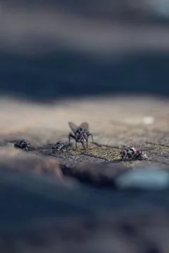 Group of flies on a tree trunk Stock Photos