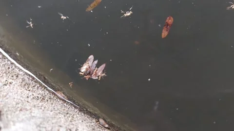 Group of floating ants Stock Footage 266616462