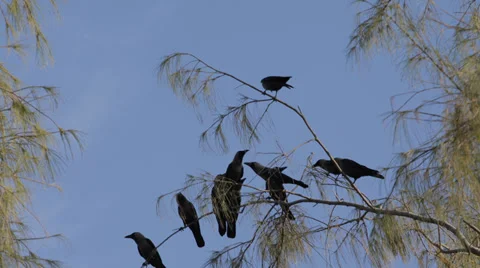 Group Flock Black Crows Raven Bird Sitting Fighting Resting Tree Rook Flying Fly Stock Footage 35303552