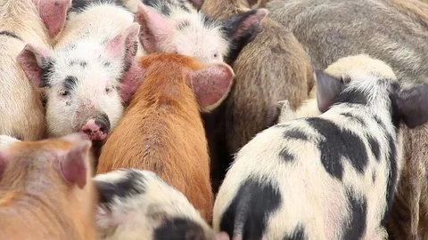 Group (flock) of young multi color pigs, closeup Видео 89304002