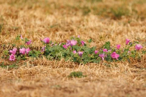 Group of flowering mallows surrounded by dry grass in summer Stockfoto's