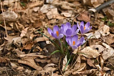 A group of flowering violet crocuses in springtime Stock Photos