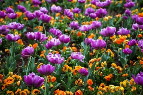 Group of flowers Stock Photos