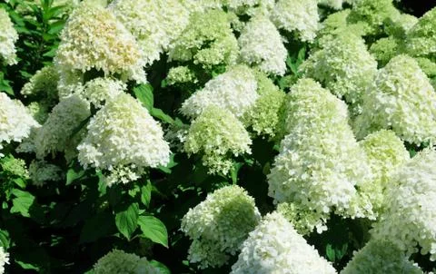 Group of flowers from  white  hydrangeas bloomed against green color Stock Photos
