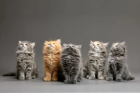 A group of fluffy cute multi-colored kittens on a gray background, a group of Stock Photos
