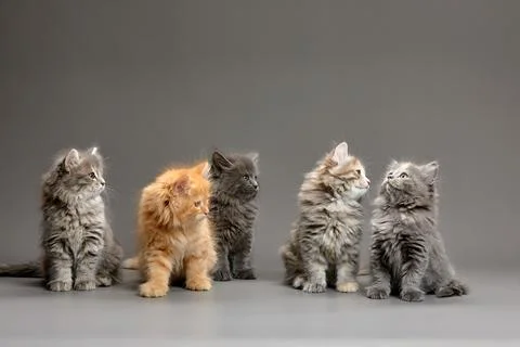 A group of fluffy cute multi-colored kittens on a gray background, a group of Stock Photos