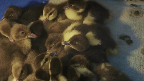A group of fluffy ducklings 库存影片 332756528