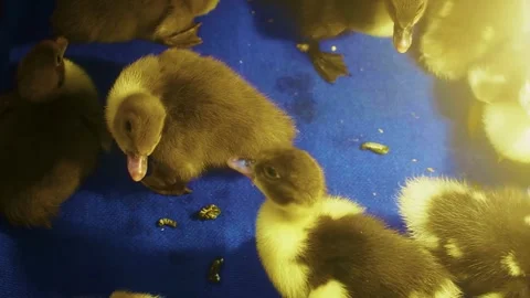 A group of fluffy ducklings Stock Footage 332756575
