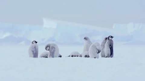 A group of fluffy emperor penguin chicks preening and resting on icy terrain Stock Footage 343696441