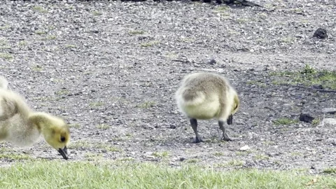 Group of fluffy goslings foraging grass 4K Vídeos de archivo 334760302