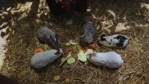 Group of fluffy rabbits eating fresh chopped vegetables on a bed of dry hay. Stock Footage 345683919