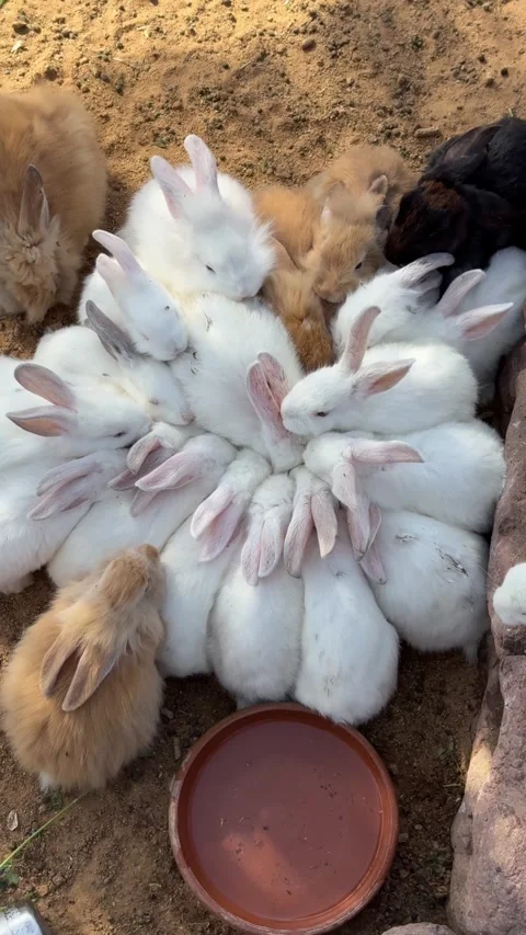 Group of fluffy rabbits gathered in circle while eating together from shared Stock Footage 345728619