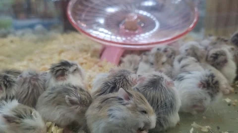 Group of fluffy Roborovski dwarf hamsters huddled together in a glass enclo.. Stockbeeldmateriaal 341324353