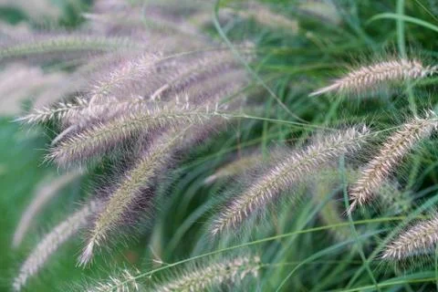 Group of fluffy spikelets in a field 스톡 사진
