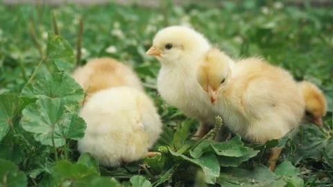 Group of fluffy yellow chicks exploring green grass and clover patch, showcasing Stock Footage 339778130