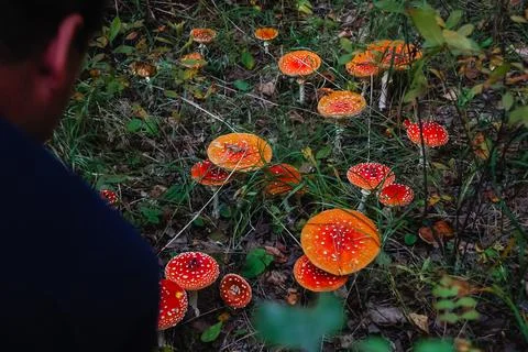 A group of fly agarics in a clearing Stock Photos