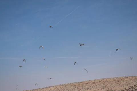 Group of flying birds Stock Photos