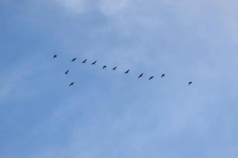 Group of flying birds Stock Photos
