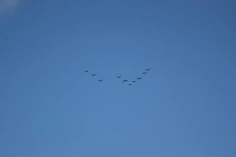 Group of flying birds Stock Photos