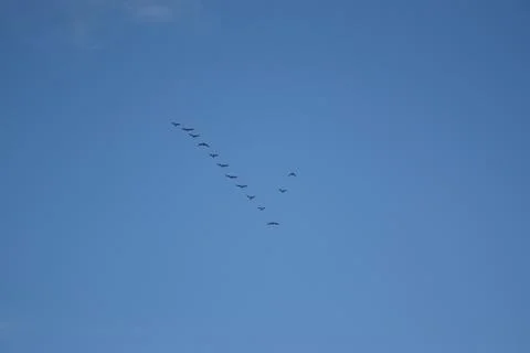 Group of flying birds Stock Photos