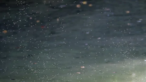Group of flying mosquitos in air over lake during sunny day in Stock Footage 165795287