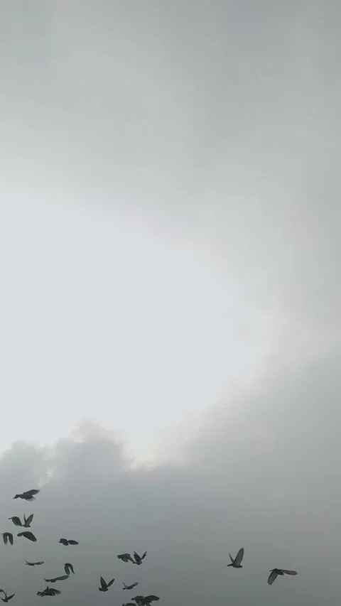 Group flying pigeons Stock Footage 282959529