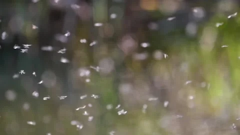 Group of flyng mosquitos in air during sunny day in summer,static in focus Stock Footage 130274462