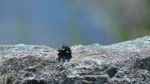 Group of flys eating Stock Footage 260367721