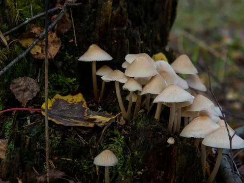Group of forest mushrooms toadstools growing on a tree stump Stock Photos
