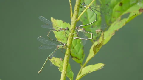 Group of forked azure damsel resting on green plant in wilderness,close up Vidéo 161226514