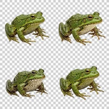 Group of four common green frogs showing textured skin and natural aquatic .. Foto stock