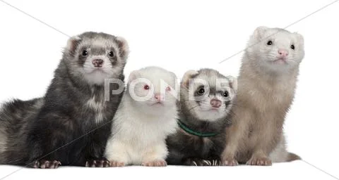 Group of four ferrets, 5 years, 6 years, 3 years, 1 years old, i Stock Photos