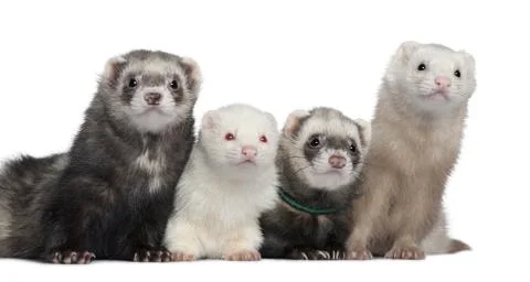 Group of four ferrets, 5 years, 6 years, 3 years, 1 years old, i Stock Photos