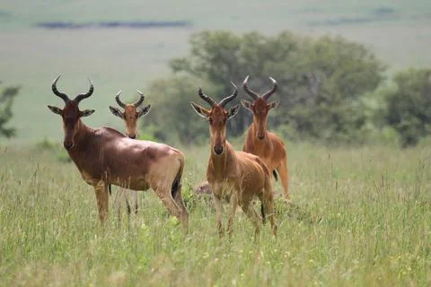 A group of four hartebeest standing on green grass looking into camera Stock Photos