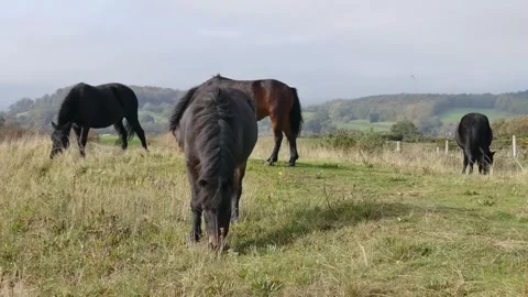 A group of four horses graze peacefully in a wide, open field Stock Footage 319987140