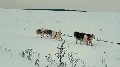 A group of four huskies are pulling a sled through the snow Vidéo 276065147