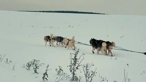 A group of four huskies pulling a sled through the snow Stock Footage 276310068
